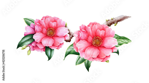 Fotografiet Pink camellia flowers