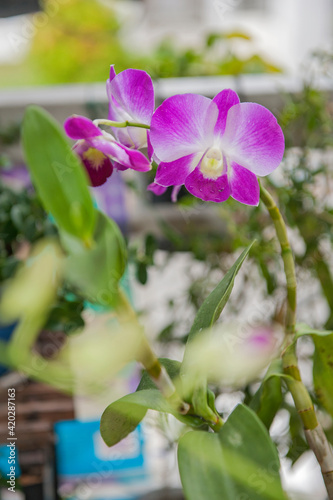 Purple flower Phalaenopsis Orchid  commonly known as the Moon Orchid or Moth Orchid Butterfly Orchids  Pink Phalaenopsis or Moth Dendrobium Orchid flower. Phalaenopsis Amabilis.  Selective focus.