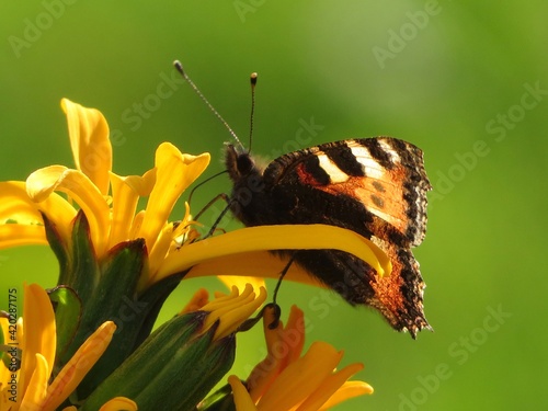 Fototapete Hungry butterfly on flower