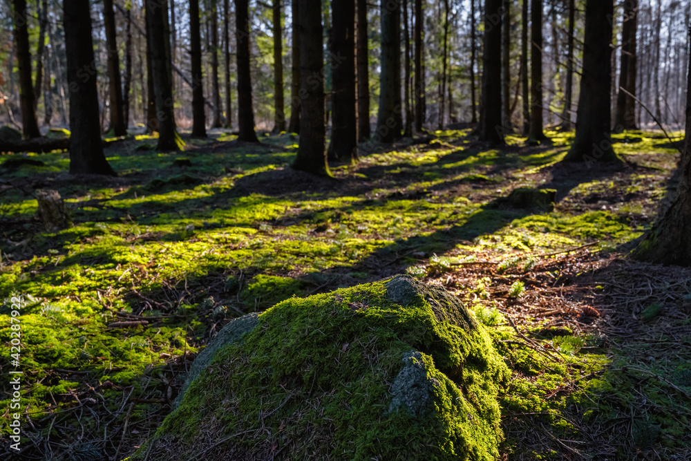 A picture of a pine forest in beautiful early morning light. A stone with green moss in the foreground. Picture from Eslov, Sweden