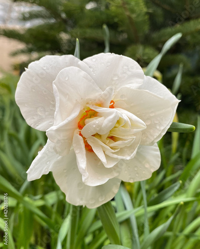 white and yellow double daffodil