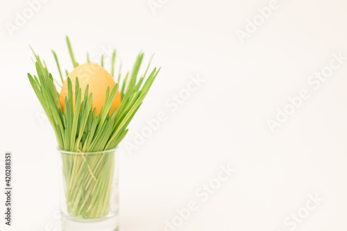 A simple Easter composition. The egg  painted with bright paint  lies in a stand with green grass. White background