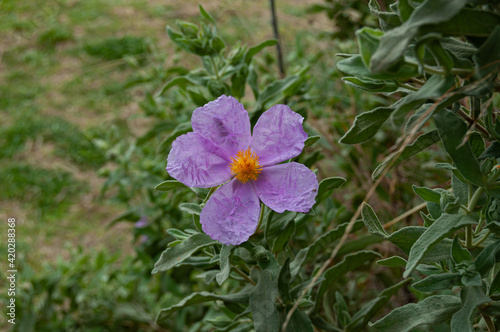 Flor lila