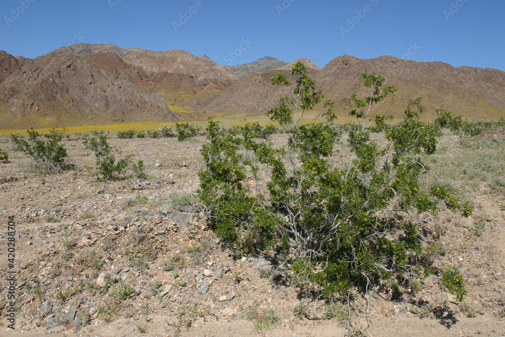 Fotka „Death Valley, California, Desert Flower SuperBloom from an El