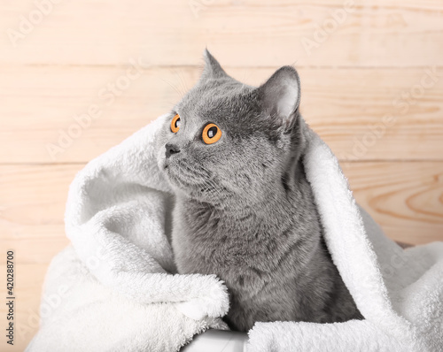 British cat in a white towel.