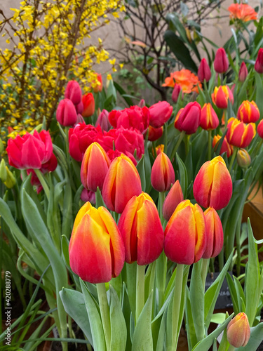 red and yellow tulips