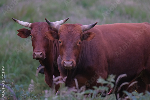 Portrait of healthy male bulls among green pastures