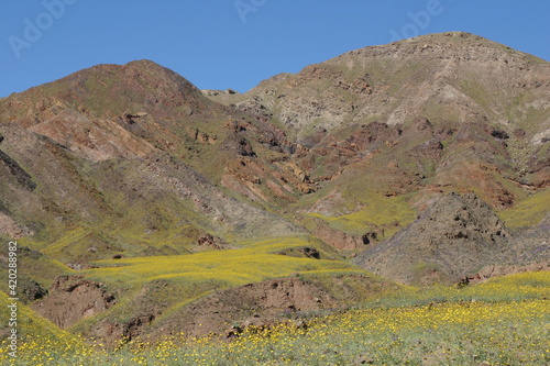 Death Valley, California, Desert Flower Super-Bloom from an El Nino Year when Plenty of Rain Cause Seed to Sprout in the Desert with a Desert Flower and a Flowered Hill in Background
