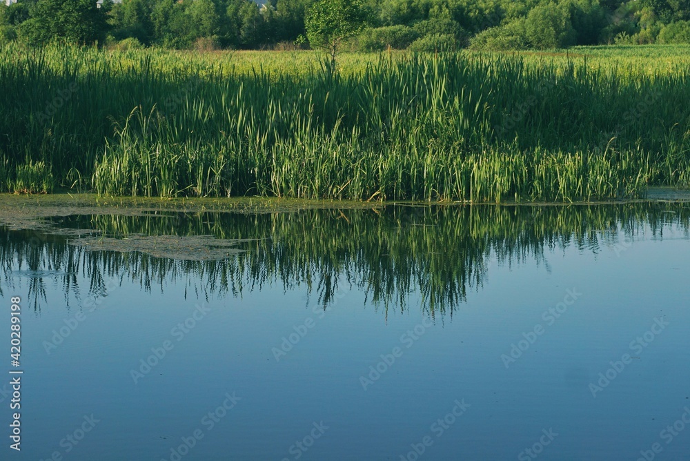 tall grass grows on the shore of a pond, a summer sunny day, Russia