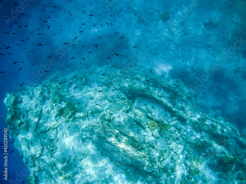 Underwater big group of black fish swimming around rocks scene in blue clear waters of Ionian Sea in Greece. Diving, watching fish deep in wild sea