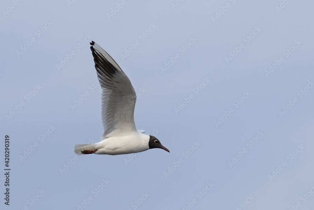 Black Headed Gull (Larus ridibundus) Flying. Gull in flight Black Headed Gull (Larus ridibundus) Flying. Gull in flight