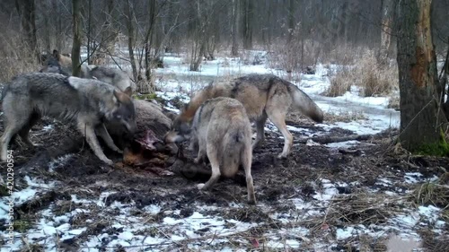 Wolves feed on dead deer in Kampinoski National Park in Poland