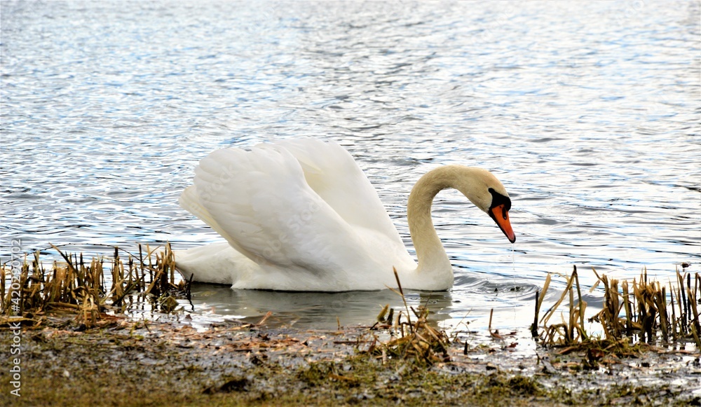 Fototapeta premium swan on the water