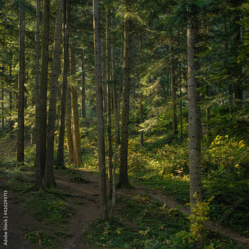 Obraz premium Footpath between trees in mountain forest 