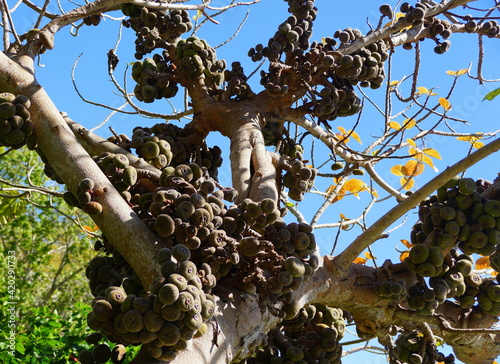 Cluster of Roxburgh Fig fruits hanging on the tree photo