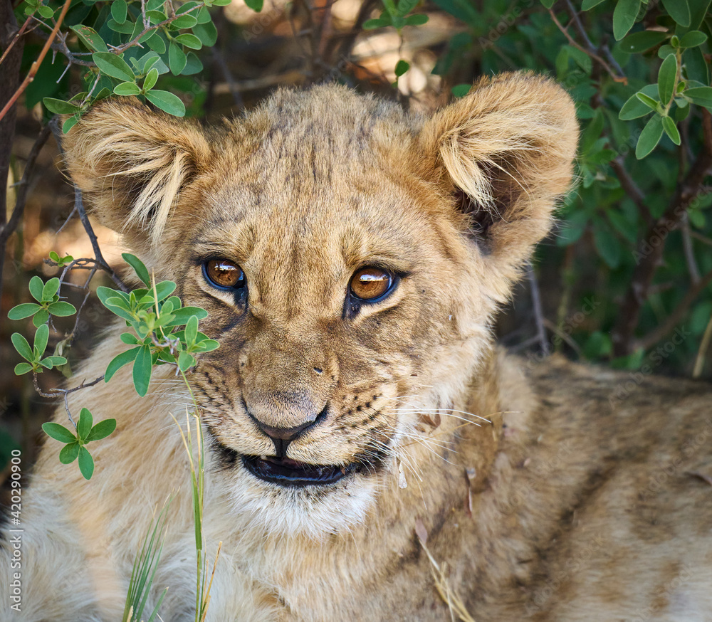Fototapeta premium Lion cub (Panthera leo)