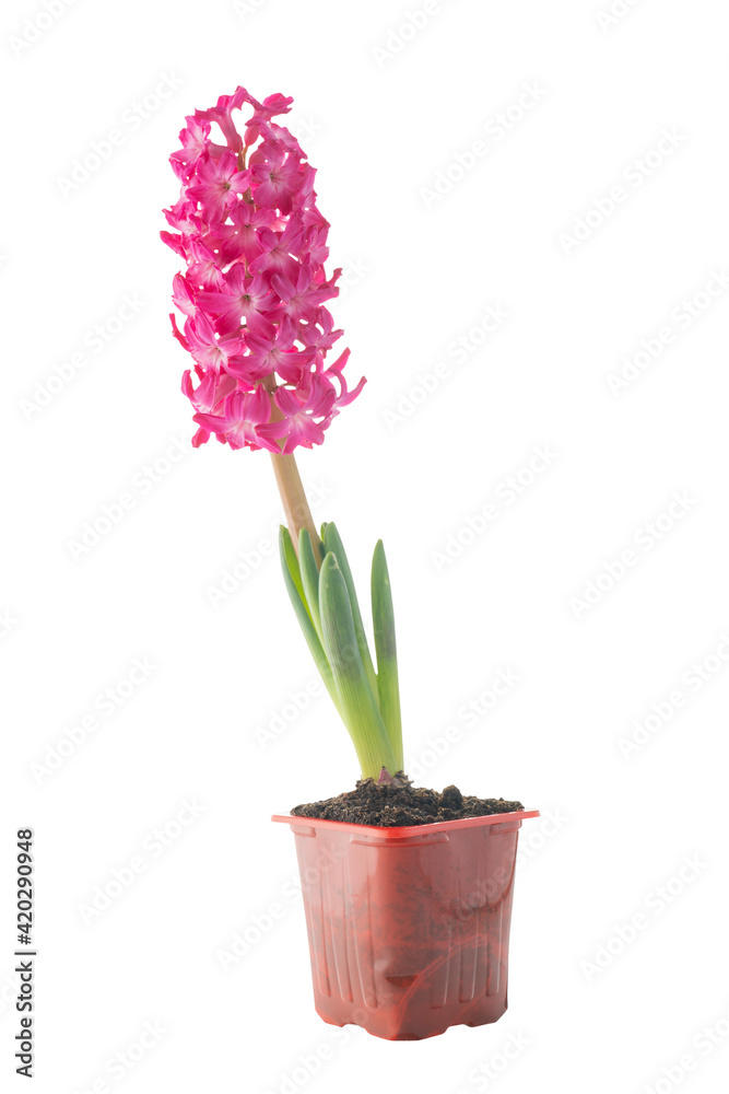 red flowering hyacinth in a pot isolated on a white background