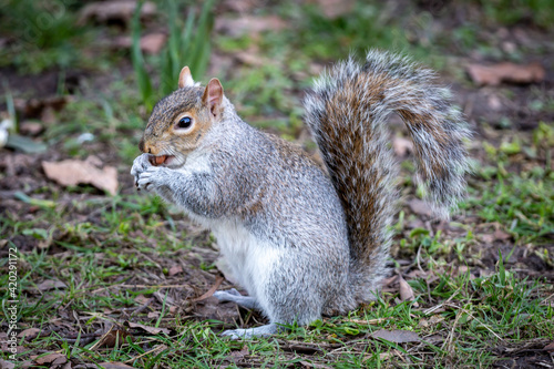 A Close Up of a Grey Squirrel Eating a Nut © lemanieh