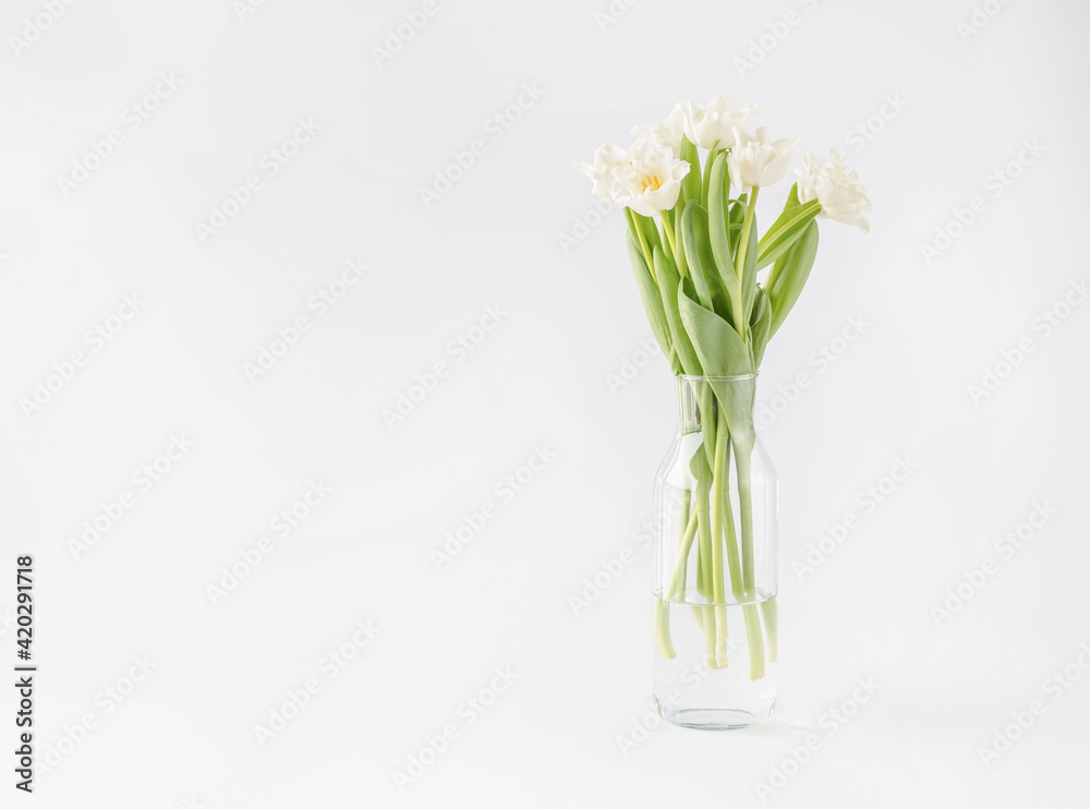 White tulips in glass vase on white background. Spring flowers in light background. White tulips in glass vase on white background. Spring flowers in light background.