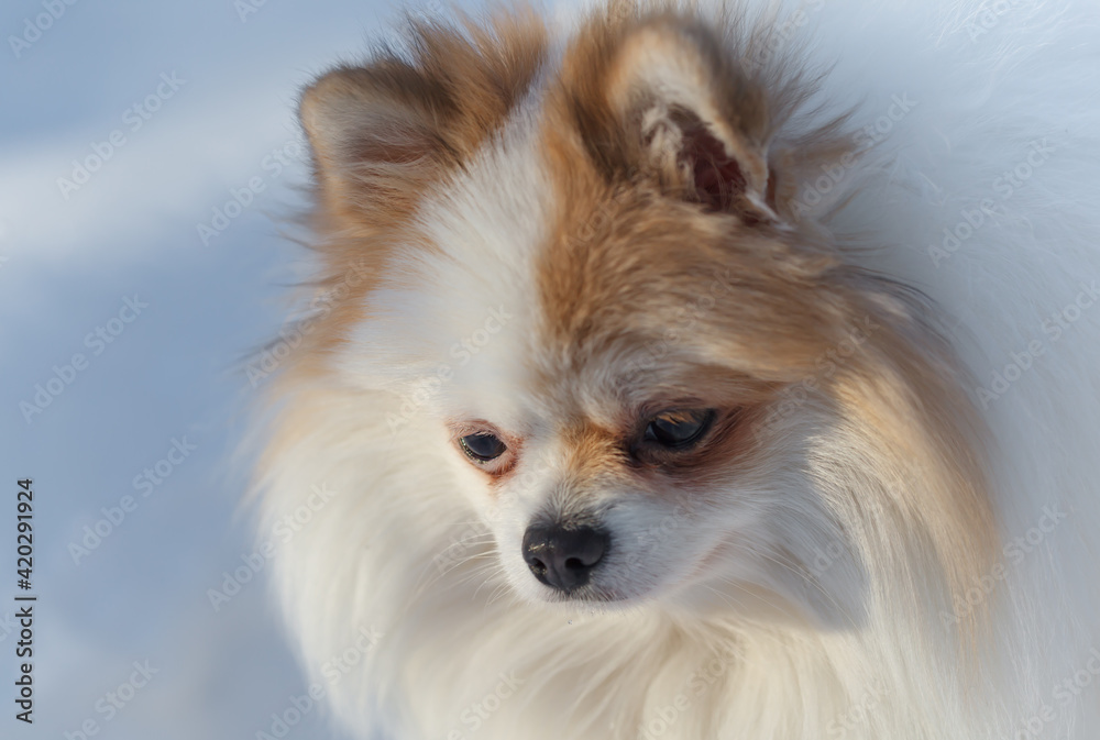 A white Spitz dog with red spots walks in the snow in March.