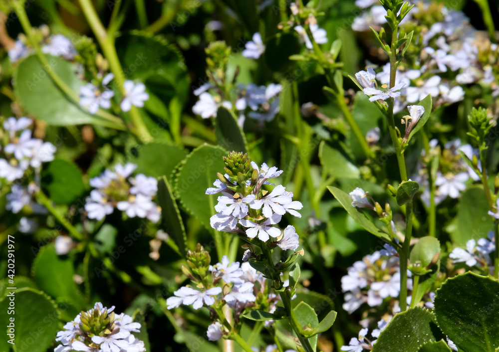 Flowering ornamental shrub Scaevola (Latin Scaevola) Flowering ornamental shrub Scaevola (Latin Scaevola)