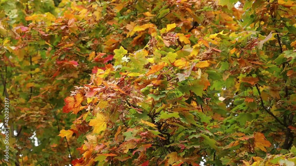 bright autumn maple leaves in a light breeze bright autumn maple leaves in a light breeze