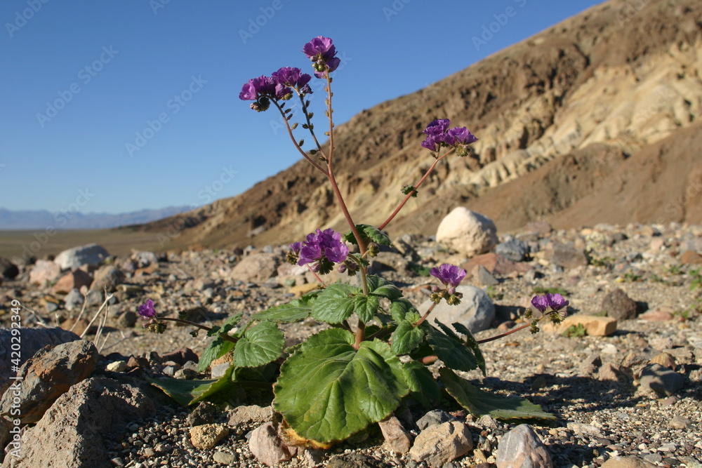 Desert Flower SuperBloom Flower in Death Valley California Desert