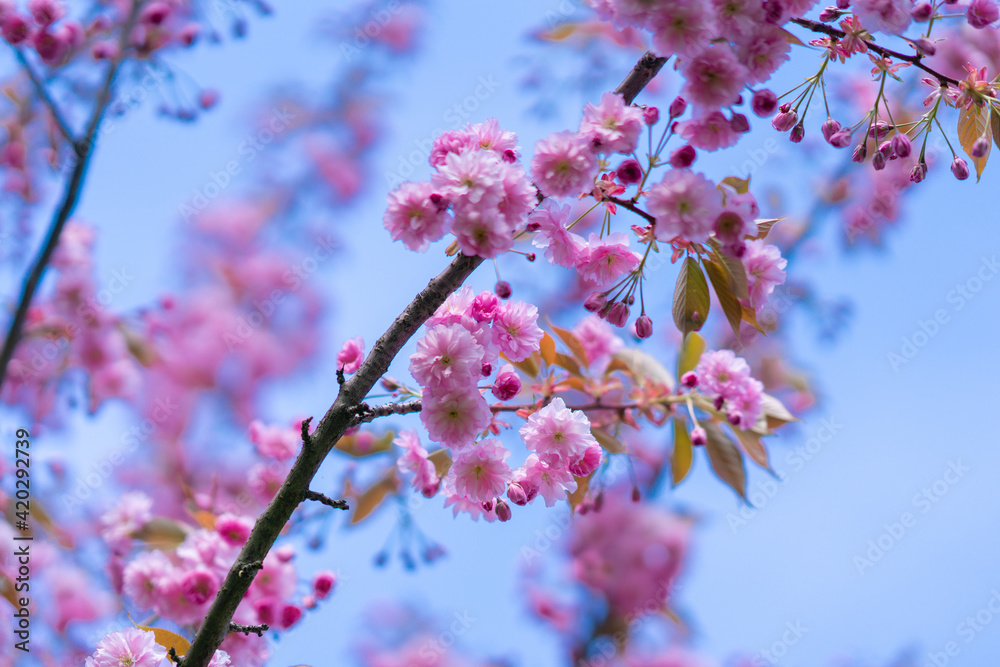 Branches of blooming sakura on a background of blue sky Branches of blooming sakura on a background of blue sky