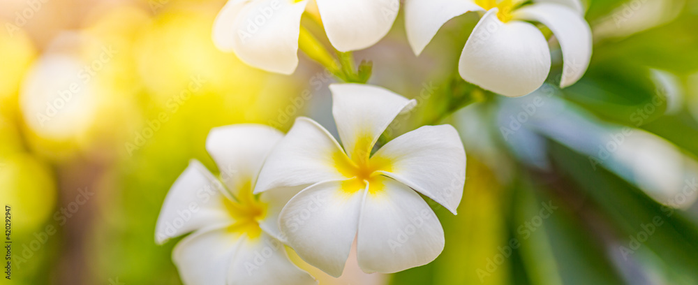 Obraz premium White tropical flower over beautiful green blurred foliage in island beach, sunny exotic garden. Tranquil nature closeup, romantic, love background. Spa, meditation and inspiration floral view