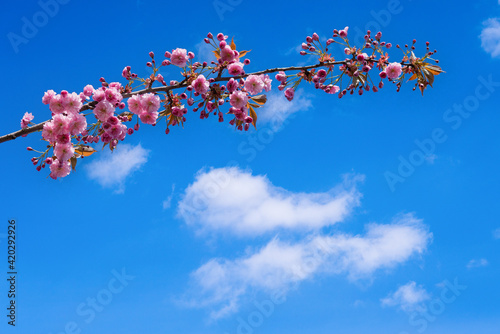 Branches of blooming sakura on a background of blue sky