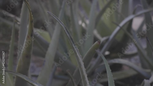 detail leaves of aloe plant in the garden
