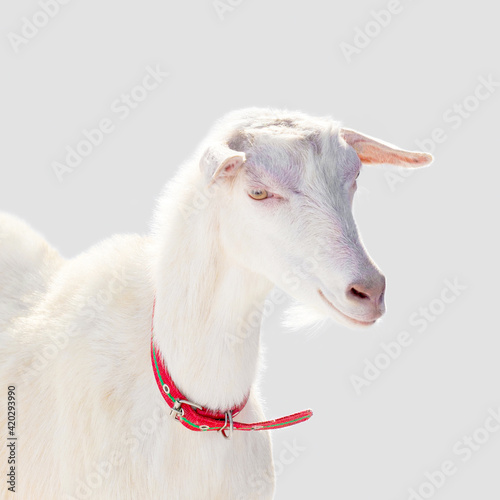 Portrait of a beautiful purebred white goat isolated on a light blue background, backlit. Capra hircus, space for text © ANGHI