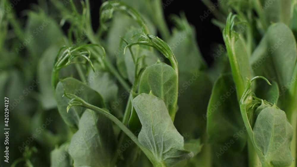Germination of green peas. Seedlings Micro Greens for a healthy diet. Vegan food, organic products on black background Germination of green peas. Seedlings Micro Greens for a healthy diet. Vegan food, organic products on black background