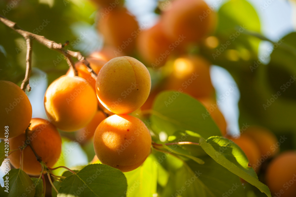 branch with apricot fruits on the background of foliage