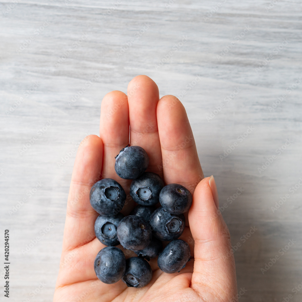 Hand hold Harvest summer jam ingredient organic bio tasty blueberry healthy natural purple fruit berry for sweet dessert vitamin antioxidant snack with fresh wet water drop Hand hold Harvest summer jam ingredient organic bio tasty blueberry healthy natural purple fruit berry for sweet dessert vitamin antioxidant snack with fresh wet water drop