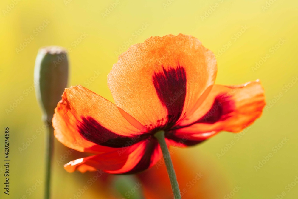 poppy flower large on a blurred background