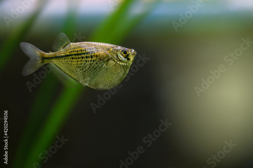 Fototapeta Naklejka Na Ścianę i Meble -  .Gasteropelecus sternicla. Sternickle's wedge-bellied fishbowl swimming in an aquarium. Fish Hatchet, soft focus