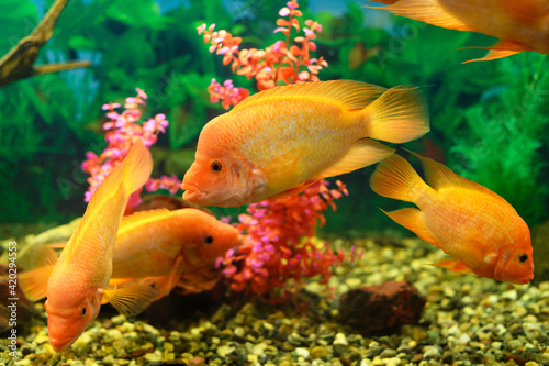 Big Cichlasoma labiatum fish swims in an aquarium. (Amphilophus Labiatus). Banner