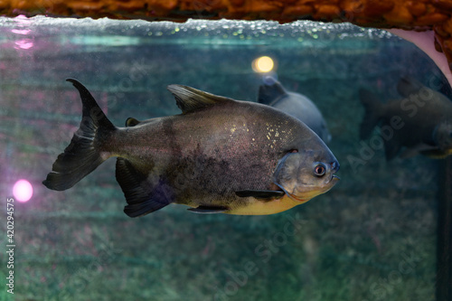Pacu piranha fish swims in the aquarium (Piaractus brachypomus)