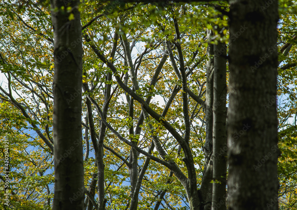 Fototapeta premium Selective focus of trees in mountain forest 