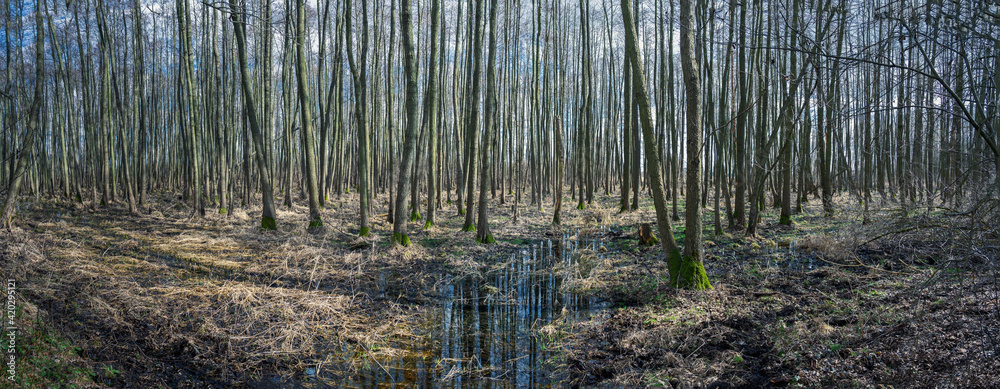 Lesne mokradła wczesną wiosną - obrazy, fototapety, plakaty 