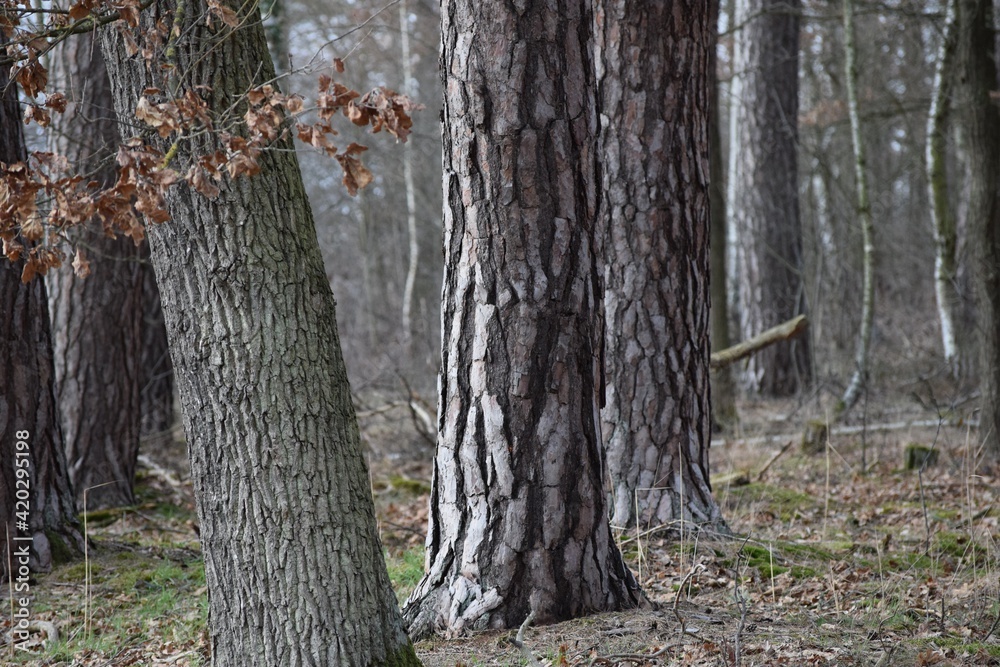 Fototapeta premium Birch-oak forest