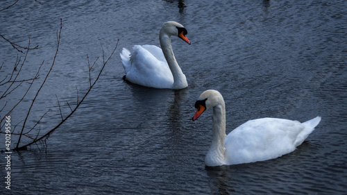 Fototapeta Naklejka Na Ścianę i Meble -  Swans on the Lake