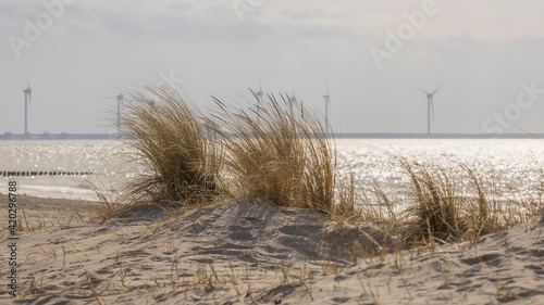 dunegrass backlitted in foreground with North Sea with windmills and Oosterscheldekering in the background in the Netherlands