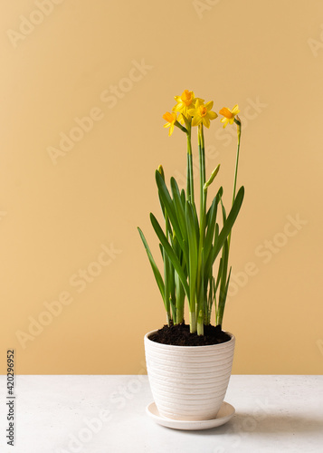 Narcissus flower in pot on yellow background wall