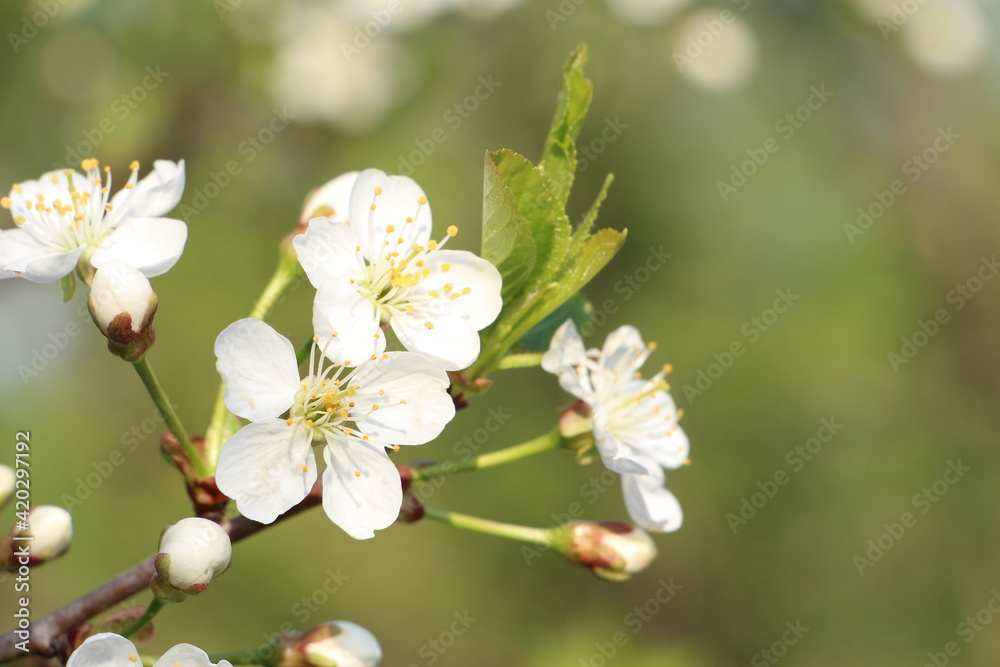 cherry blossoms on a blurry background cherry blossoms on a blurry background