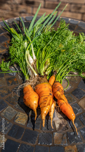 Organic carrots and green onions