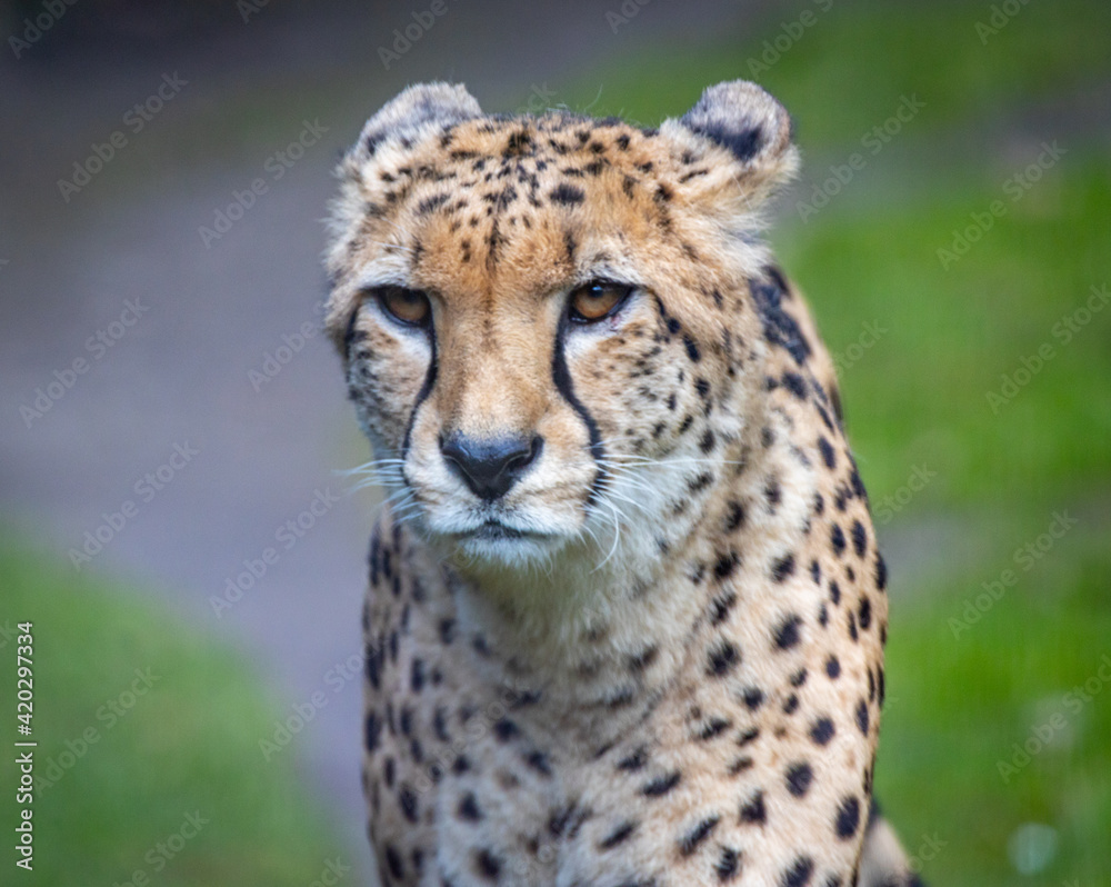 A headshot foto of a cheetah A headshot foto of a cheetah