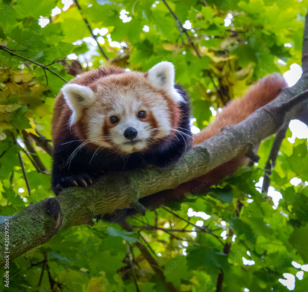 Obraz premium Red panda climbing in a tree