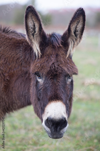 donkey looking at the camera with a funny appearance